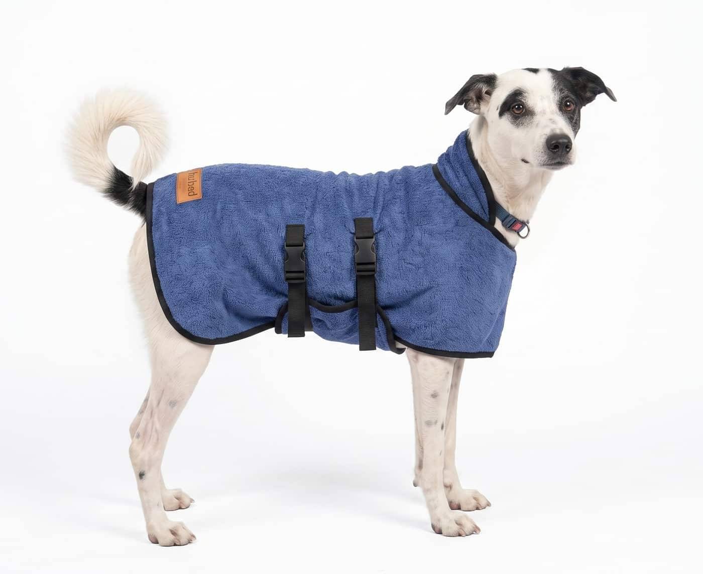 Black and white indie dog standing in a Blue Furrybae bamboo cotton bathrobe with two black buckle straps