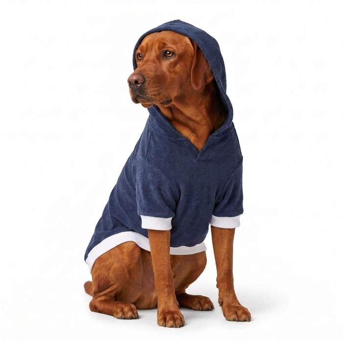 Large rust coloured dog sitting in a white studio wearing the blue dog hoodie t-shirt with the hood up and white ribbed cuffs
