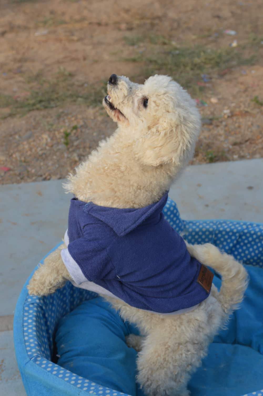 Dog wearing a Blue Furrybae hooded garment photographed from the back