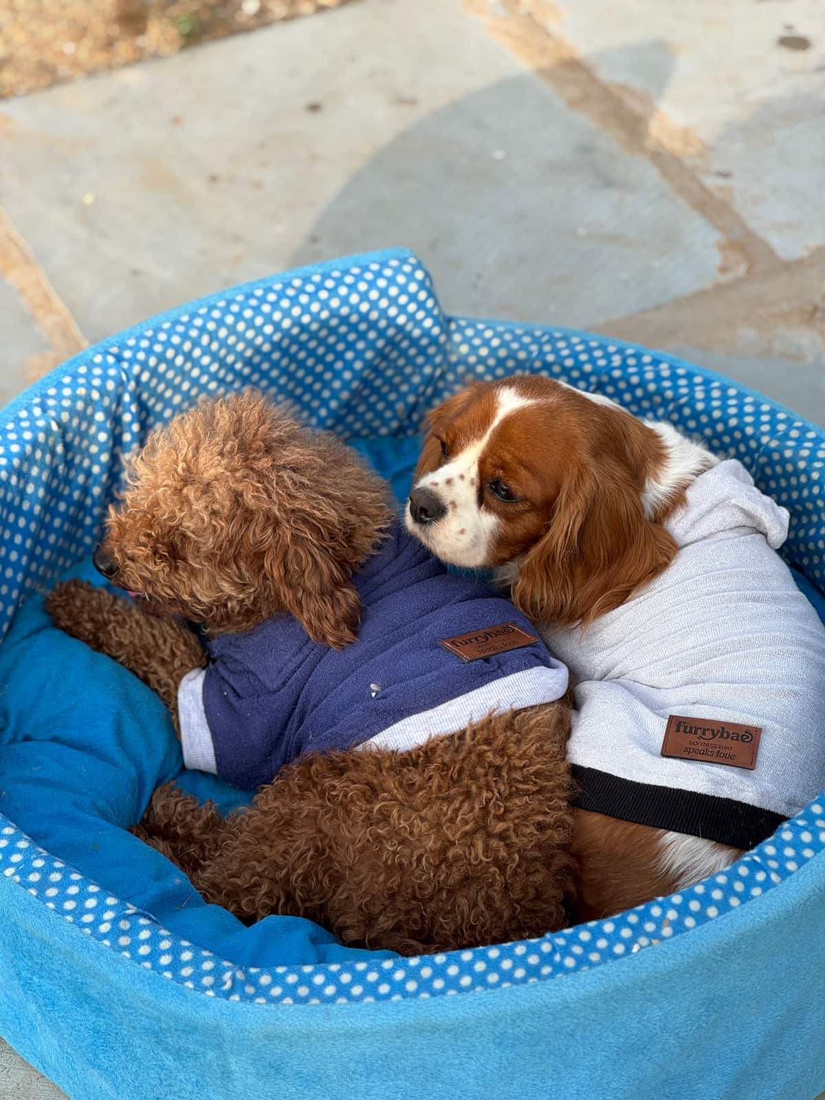 Three dogs photographed from behind wearing Blue and Grey Furrybae garments