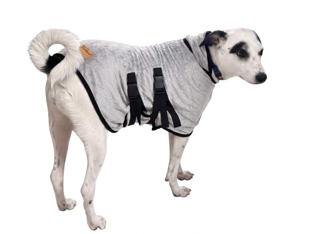 Black and white indie dog in a Grey Furrybae bamboo cotton bathrobe, buckle straps fastened under the belly