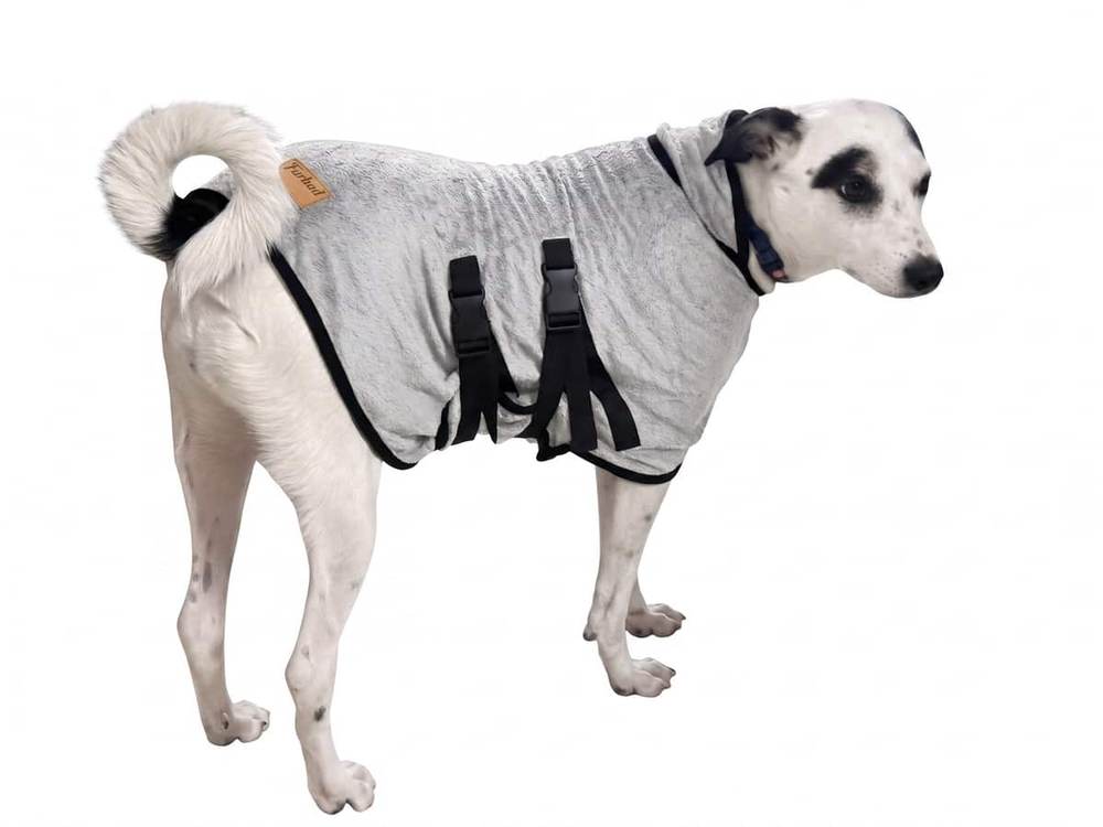 Black and white indie dog in a Grey Furrybae bamboo cotton bathrobe, buckle straps fastened under the belly
