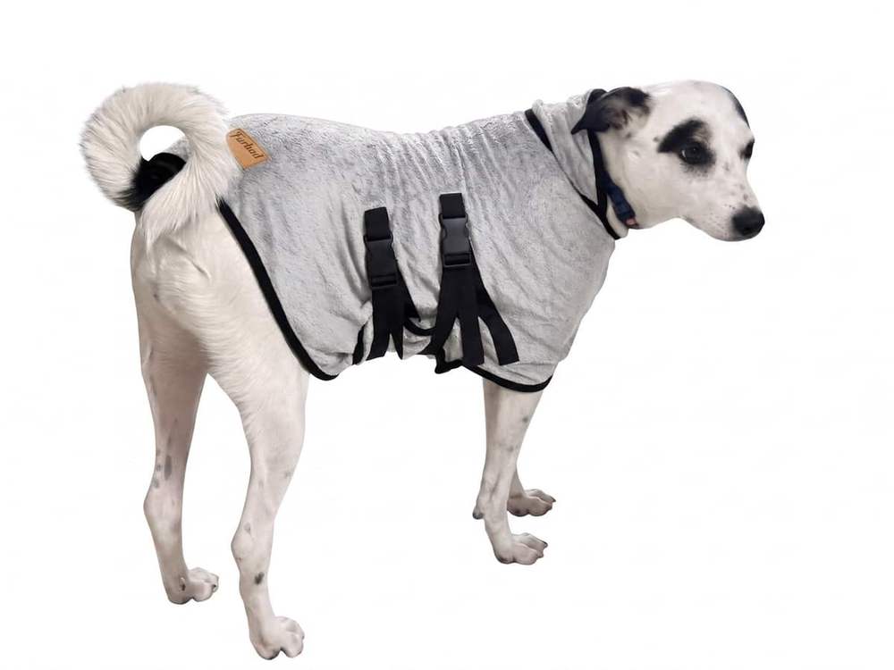 Black and white indie dog in a Grey Furrybae bamboo cotton bathrobe with buckle straps under the belly