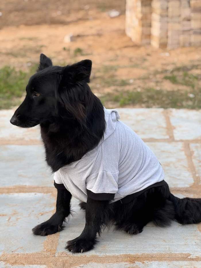 Black dog seated in a Grey Furrybae hooded garment