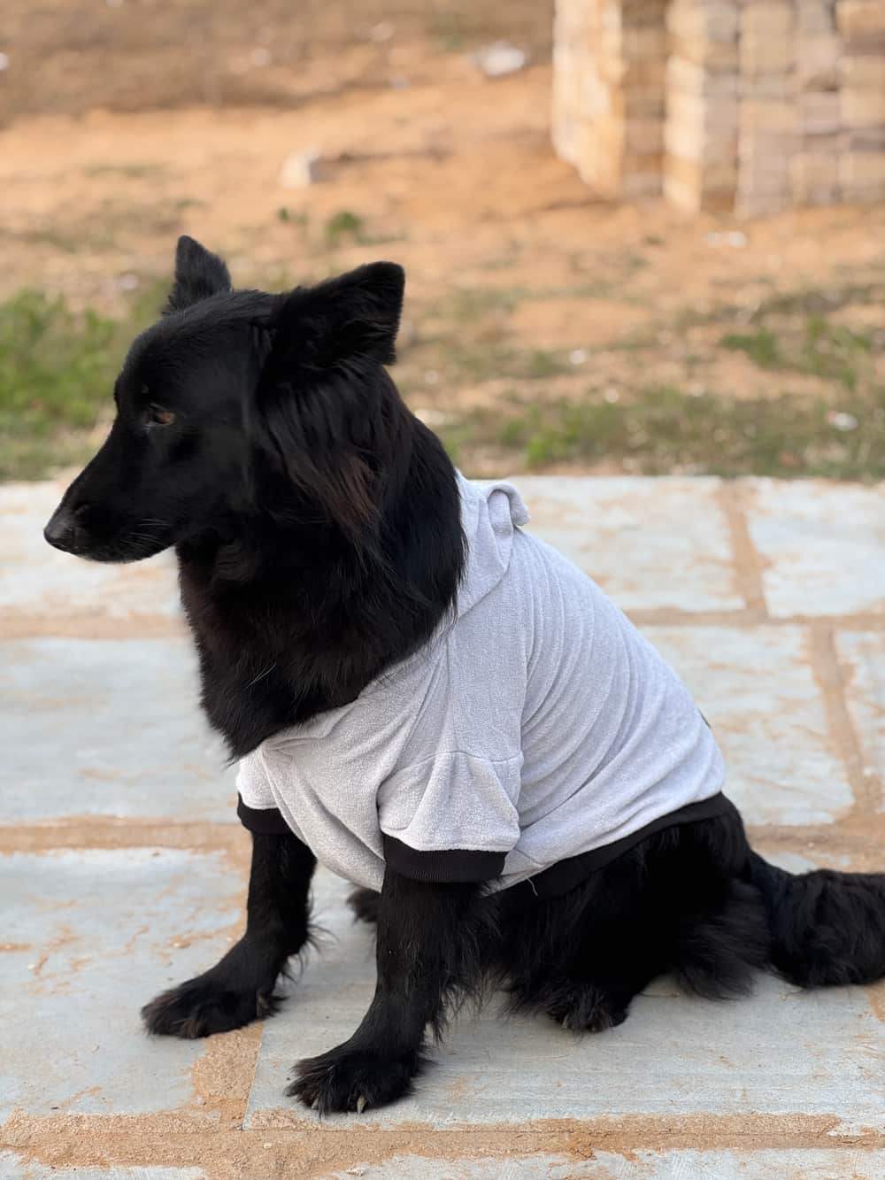 Dog resting indoors while wearing a Blue Furrybae garment