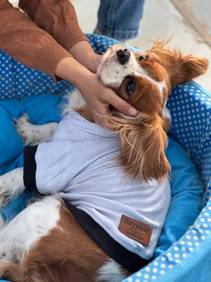 Dog in a Grey Furrybae hooded garment viewed from the side