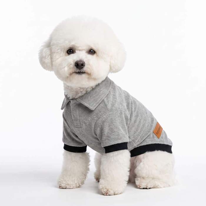 Small white curly coated dog on a plain white studio background in a grey Furrybae dog t-shirt with black ribbed cuffs and a leather logo tab