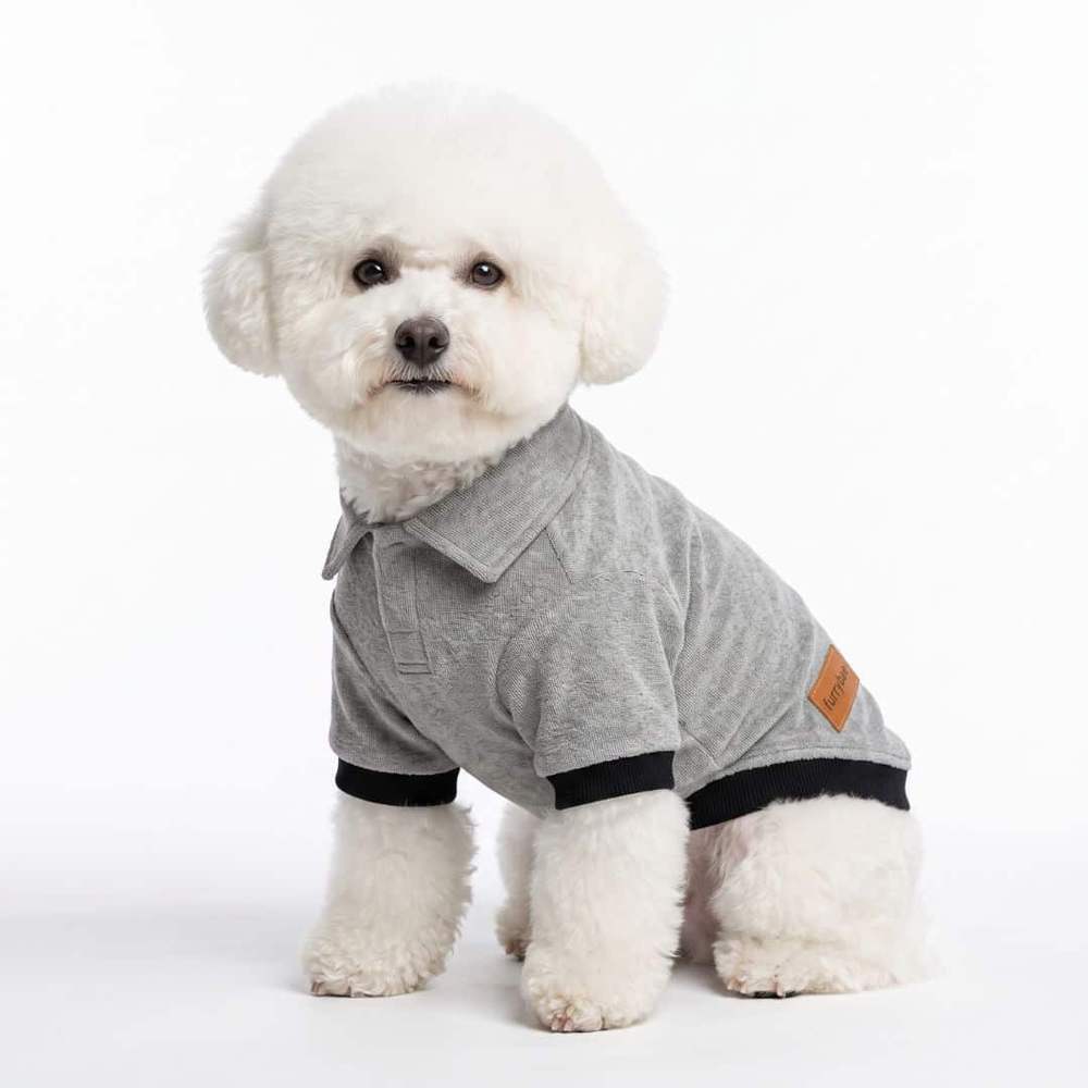 Small white curly coated dog on a plain white studio background in a grey Furrybae dog t-shirt with black ribbed cuffs and a leather logo tab