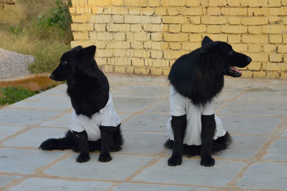 Two black dogs wearing Grey Furrybae T-shirts photographed from the front