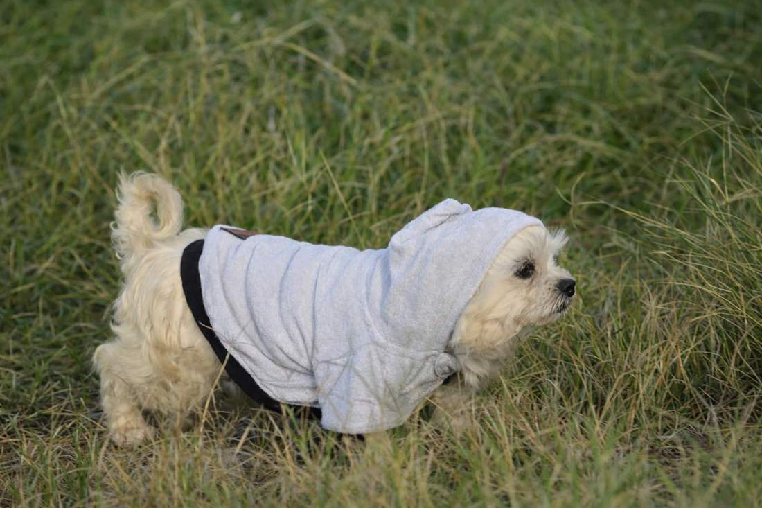Small cream dog in a Grey Furrybae hoodie walking across green grass