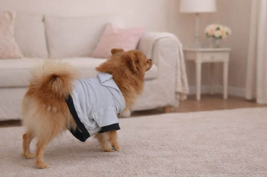 Fluffy Pomeranian in a Grey Furrybae dog T-shirt trotting across a living room rug