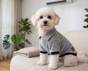 Small white dog in a Grey Furrybae T-shirt sitting on a sofa under an air conditioner