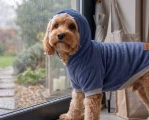 Curly apricot dog in a Blue Furrybae hoodie by a rain-streaked window