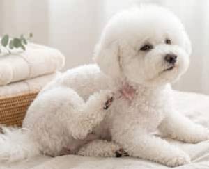Fluffy white dog scratching at its skin on a bed