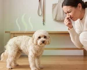 Woman holding her nose beside a curly dog with an odour haze drawn around it