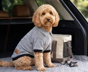 Apricot dog in a Grey Furrybae T-shirt sitting in the boot of a car beside a bag